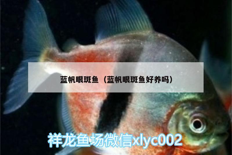 藍(lán)帆眼斑魚（藍(lán)帆眼斑魚好養(yǎng)嗎）