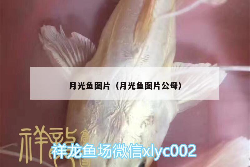 月光魚圖片（月光魚圖片公母） 白化火箭魚