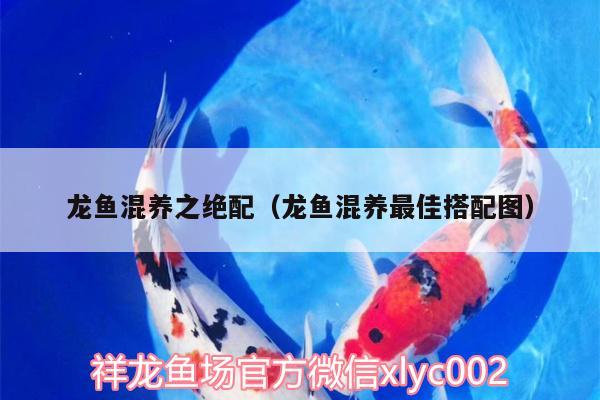 龍魚(yú)混養(yǎng)之絕配（龍魚(yú)混養(yǎng)最佳搭配圖）