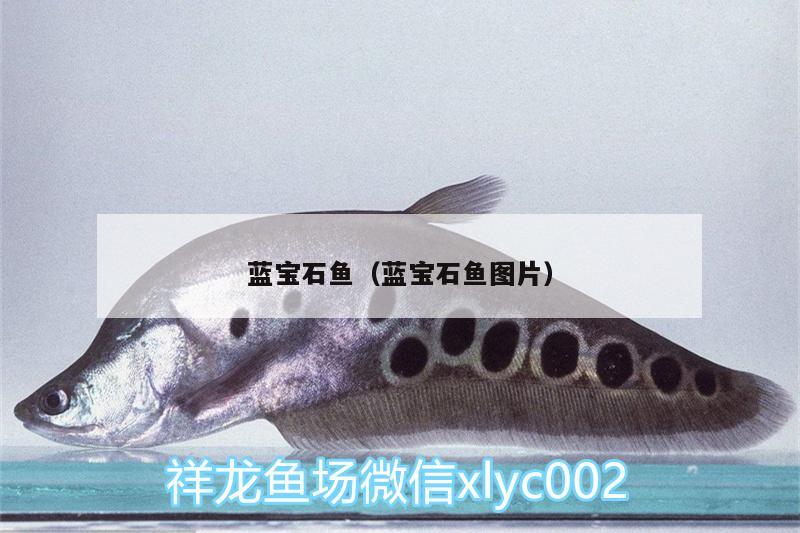 藍(lán)寶石魚（藍(lán)寶石魚圖片） 三間鼠魚