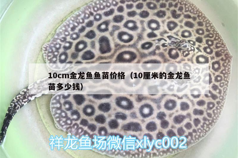 10cm金龍魚魚苗價格（10厘米的金龍魚苗多少錢）