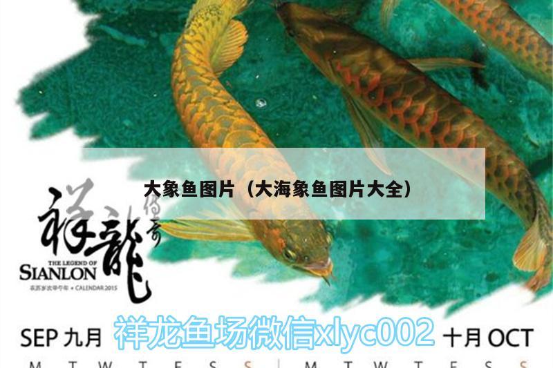 大象魚圖片（大海象魚圖片大全） 海象魚