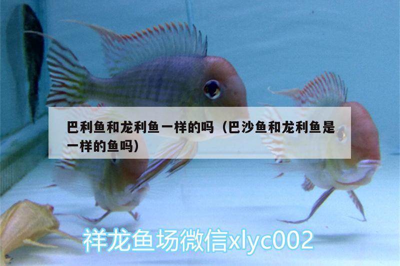 巴利魚和龍利魚一樣的嗎（巴沙魚和龍利魚是一樣的魚嗎）