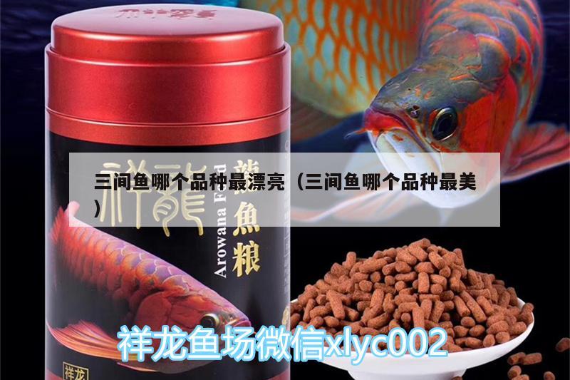 三間魚哪個品種最漂亮（三間魚哪個品種最美）