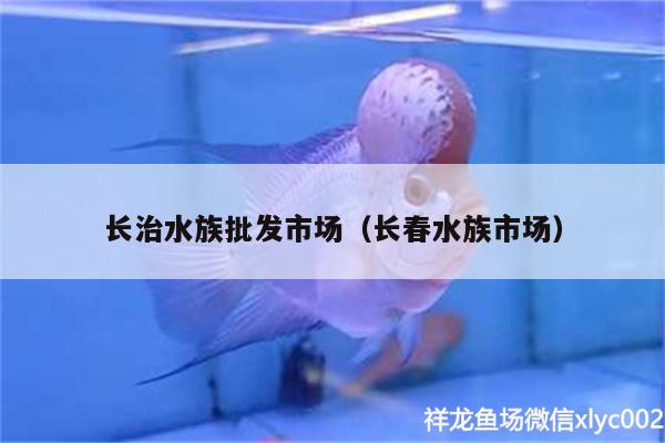 長治水族批發(fā)市場（長春水族市場） 觀賞魚水族批發(fā)市場