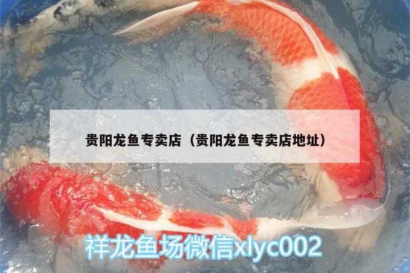 貴陽龍魚專賣店（貴陽龍魚專賣店地址） 魟魚百科