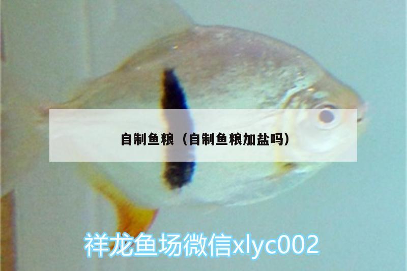 自制魚糧（自制魚糧加鹽嗎）