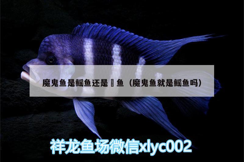 魔鬼魚是鰩魚還是魟魚（魔鬼魚就是鰩魚嗎） 斯維尼關(guān)刀魚