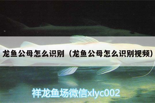 龍魚公母怎么識別（龍魚公母怎么識別視頻） B級過背金龍魚