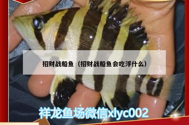 招財戰(zhàn)船魚（招財戰(zhàn)船魚會吃浮什么） 招財戰(zhàn)船魚