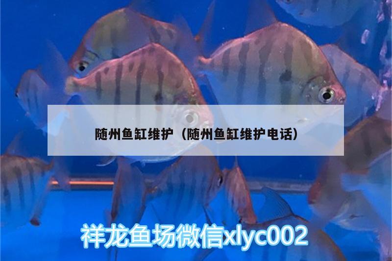 隨州魚缸維護（隨州魚缸維護電話） 星點金龍魚