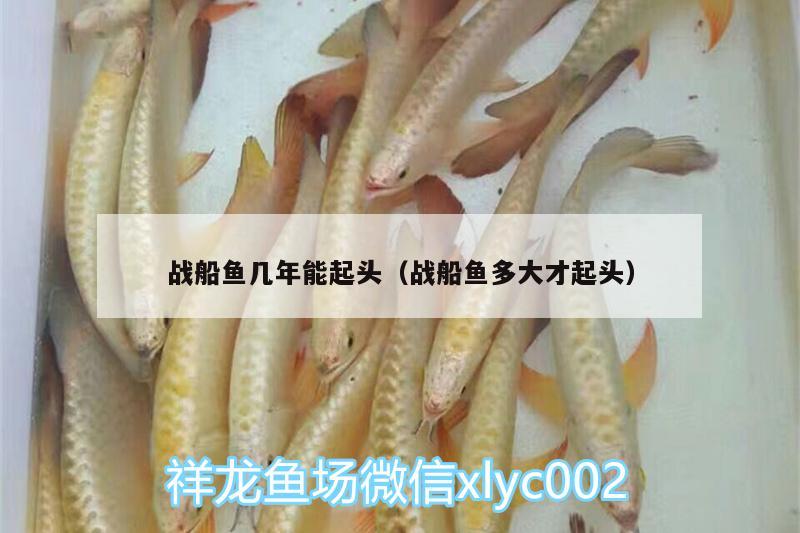 戰(zhàn)船魚幾年能起頭（戰(zhàn)船魚多大才起頭）