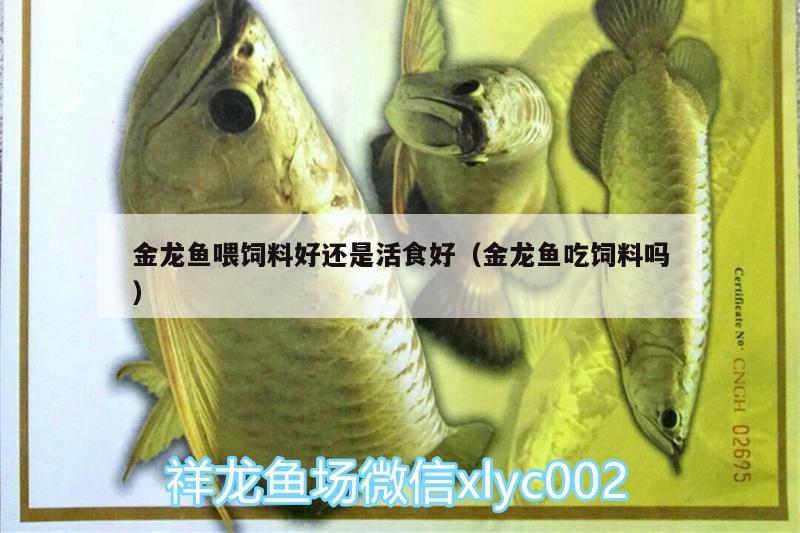 金龍魚喂飼料好還是活食好（金龍魚吃飼料嗎） 細線銀版魚