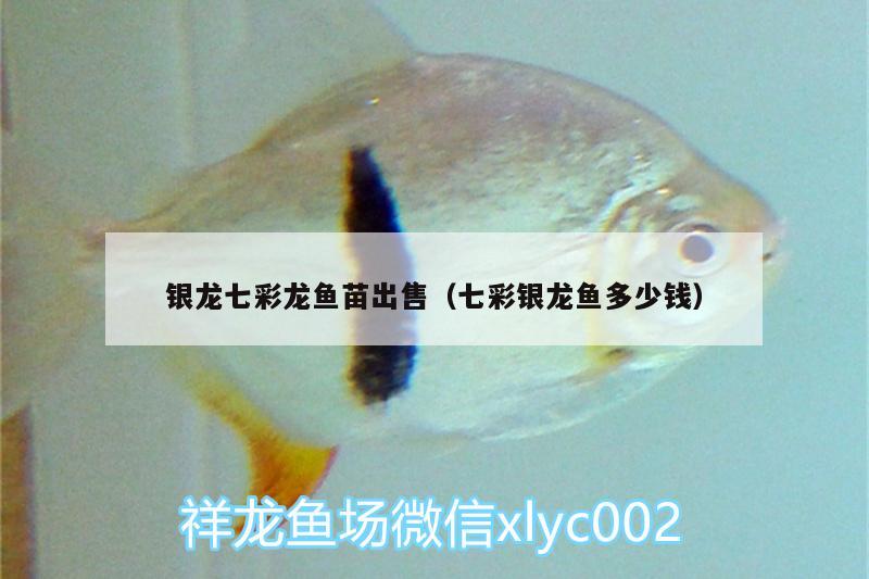 銀龍七彩龍魚苗出售（七彩銀龍魚多少錢）