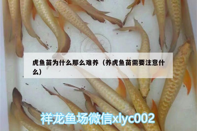 虎魚(yú)苗為什么那么難養(yǎng)（養(yǎng)虎魚(yú)苗需要注意什么）