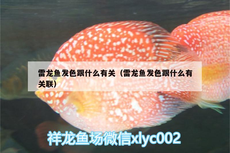 雷龍魚發(fā)色跟什么有關(guān)（雷龍魚發(fā)色跟什么有關(guān)聯(lián)）