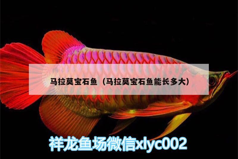 馬拉莫寶石魚（馬拉莫寶石魚能長(zhǎng)多大） 馬拉莫寶石魚