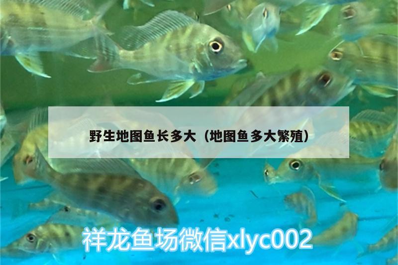 野生地圖魚(yú)長(zhǎng)多大（地圖魚(yú)多大繁殖） 野生地圖魚(yú)