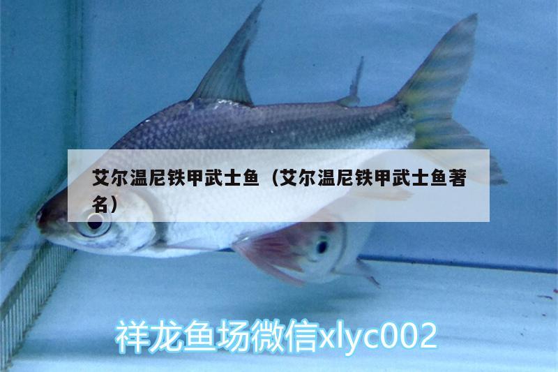 艾爾溫尼鐵甲武士魚（艾爾溫尼鐵甲武士魚著名）