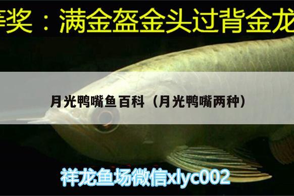 月光鴨嘴魚百科（月光鴨嘴兩種） 月光鴨嘴魚