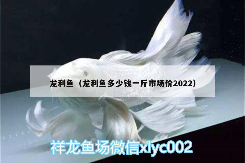 龍利魚（龍利魚多少錢一斤市場價2022）