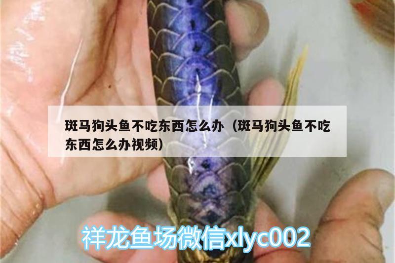 斑馬狗頭魚不吃東西怎么辦（斑馬狗頭魚不吃東西怎么辦視頻） 斑馬狗頭魚