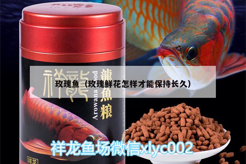 玫瑰魚（玫瑰鮮花怎樣才能保持長久）