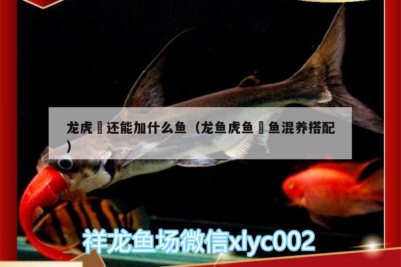 龍虎魟還能加什么魚(yú)（龍魚(yú)虎魚(yú)魟魚(yú)混養(yǎng)搭配）