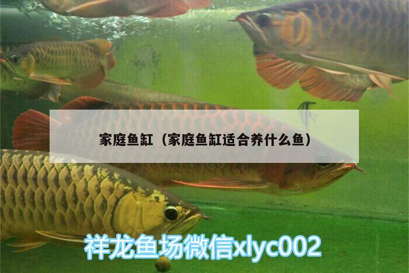 家庭魚缸（家庭魚缸適合養(yǎng)什么魚）