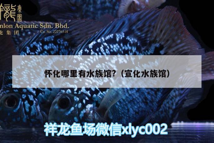 懷化哪里有水族館?（宣化水族館） 玫瑰銀版魚