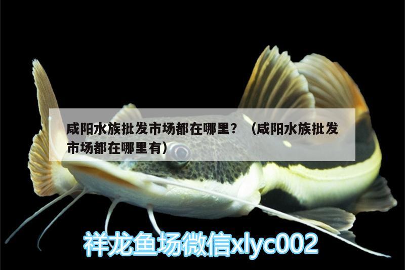 咸陽水族批發(fā)市場都在哪里？（咸陽水族批發(fā)市場都在哪里有） 觀賞魚水族批發(fā)市場