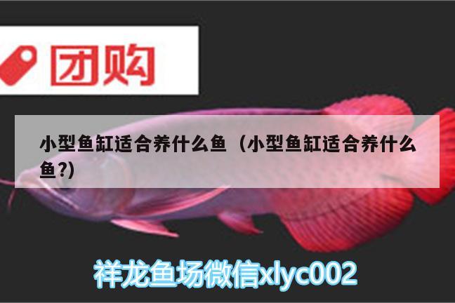 小型魚缸適合養(yǎng)什么魚（小型魚缸適合養(yǎng)什么魚?）