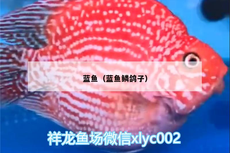 藍(lán)魚（藍(lán)魚鱗鴿子） 其它水族用具設(shè)備