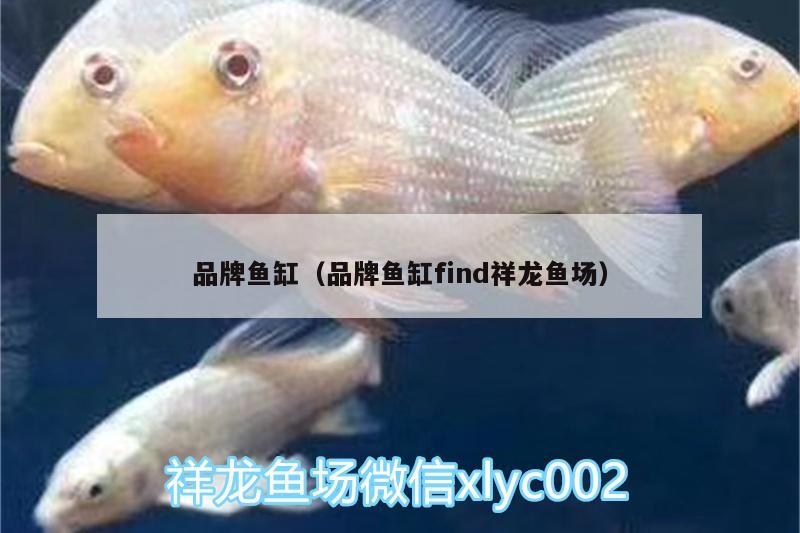 品牌魚缸（品牌魚缸find祥龍魚場） 祥龍魚場