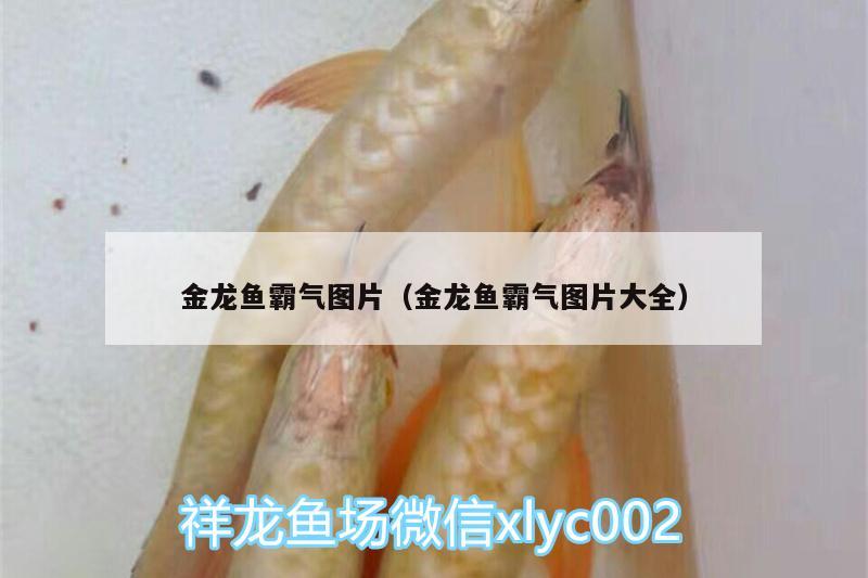 金龍魚霸氣圖片（金龍魚霸氣圖片大全） 觀賞蝦蟹等飼料