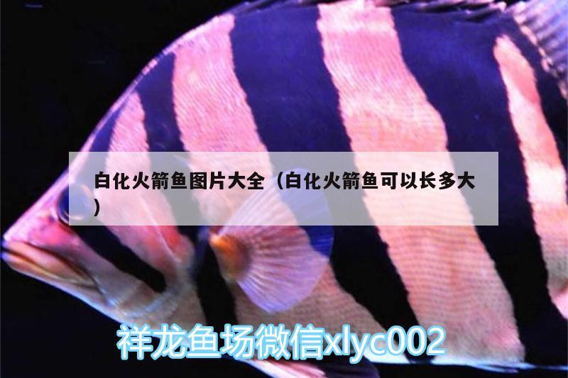 白化火箭魚圖片大全（白化火箭魚可以長多大）