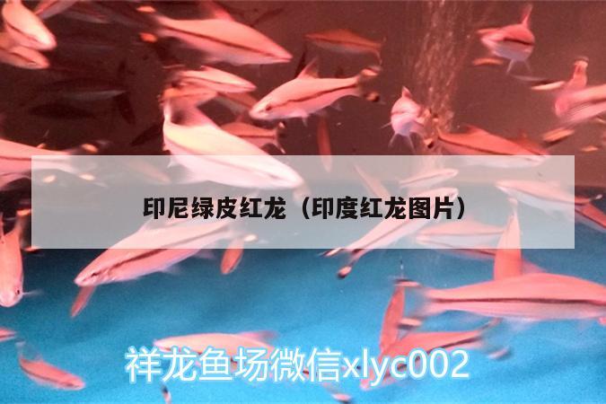 印尼綠皮紅龍（印度紅龍圖片） 細(xì)線銀板魚(yú)苗