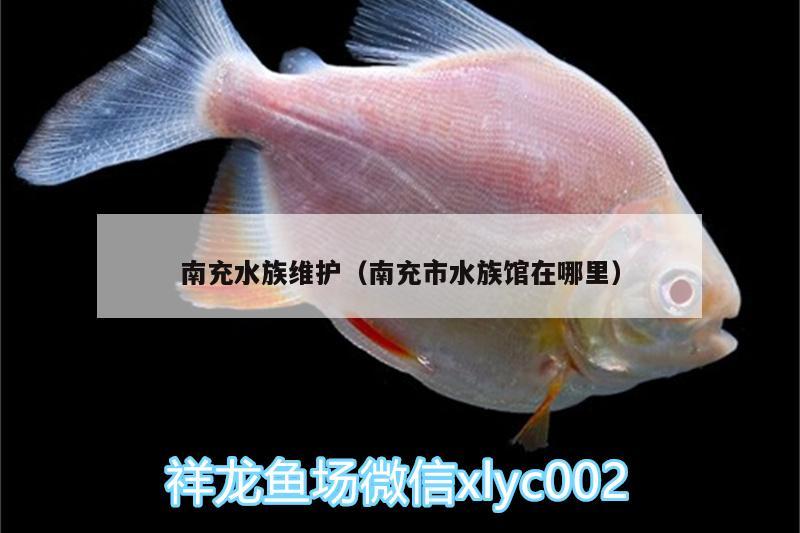 南充水族維護（南充市水族館在哪里）