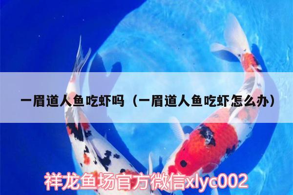 一眉道人魚吃蝦嗎（一眉道人魚吃蝦怎么辦） 一眉道人魚