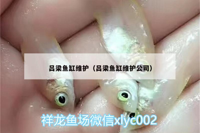 呂梁魚缸維護(hù)（呂梁魚缸維護(hù)公司）