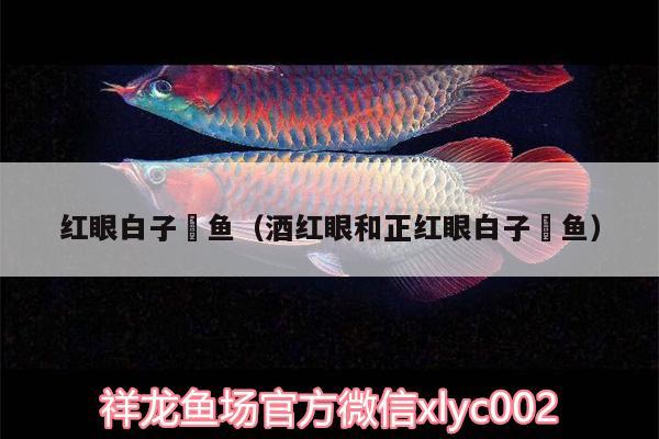 紅眼白子魟魚（酒紅眼和正紅眼白子魟魚） 觀賞魚百科