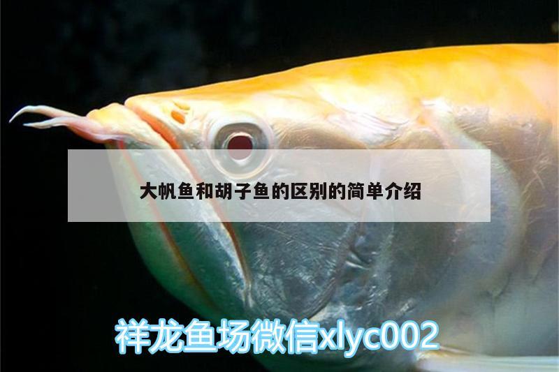 大帆魚(yú)和胡子魚(yú)的區(qū)別的簡(jiǎn)單介紹