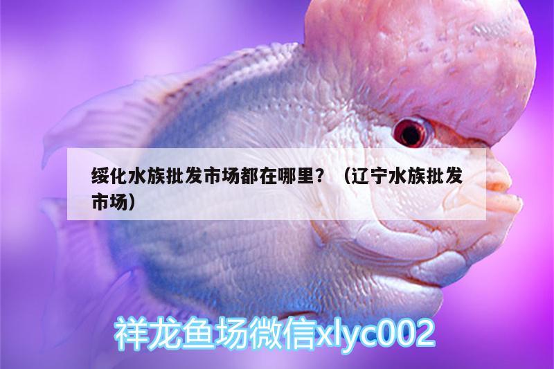 綏化水族批發(fā)市場(chǎng)都在哪里？（遼寧水族批發(fā)市場(chǎng)） 觀賞魚(yú)水族批發(fā)市場(chǎng)