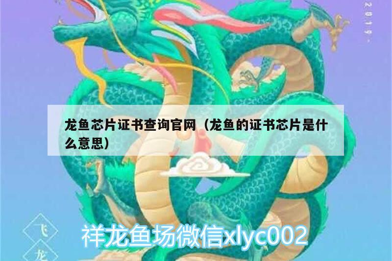 龍魚芯片證書查詢官網(wǎng)（龍魚的證書芯片是什么意思）