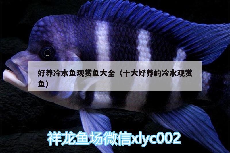 好養(yǎng)冷水魚(yú)觀賞魚(yú)大全（十大好養(yǎng)的冷水觀賞魚(yú)） 魟魚(yú)百科