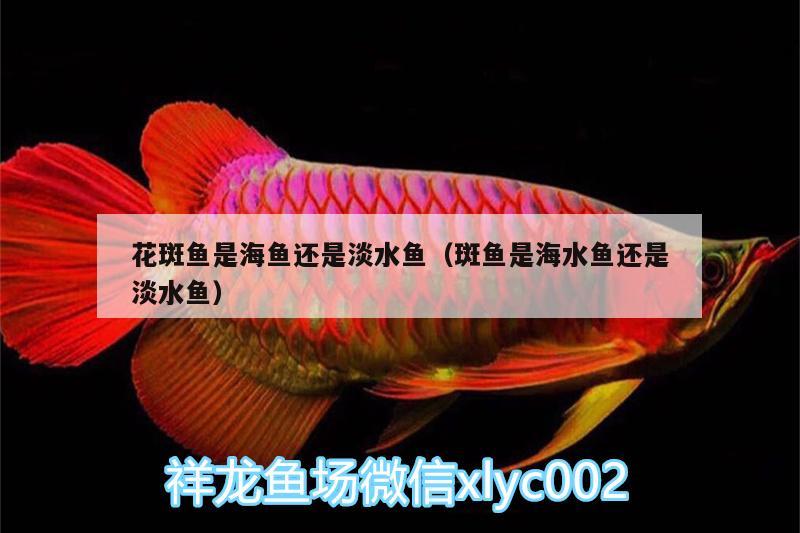 花斑魚是海魚還是淡水魚（斑魚是海水魚還是淡水魚） 海水魚