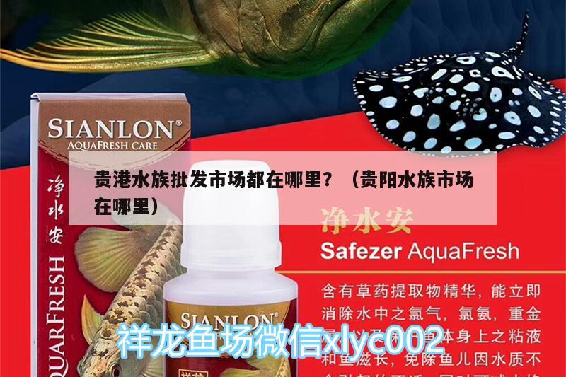 貴港水族批發(fā)市場都在哪里？（貴陽水族市場在哪里） 觀賞魚水族批發(fā)市場