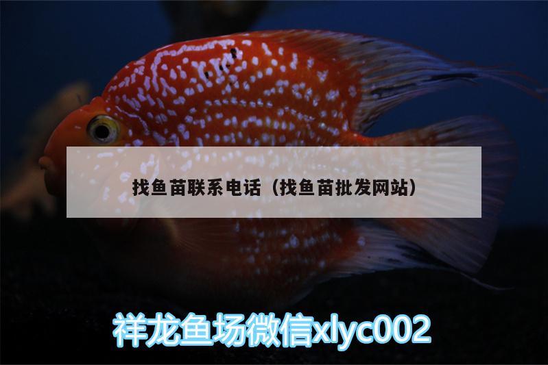 找魚(yú)苗聯(lián)系電話（找魚(yú)苗批發(fā)網(wǎng)站）