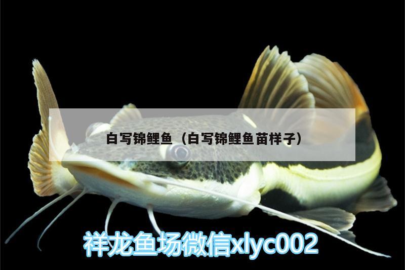 白寫(xiě)錦鯉魚(yú)（白寫(xiě)錦鯉魚(yú)苗樣子） 白寫(xiě)錦鯉魚(yú)