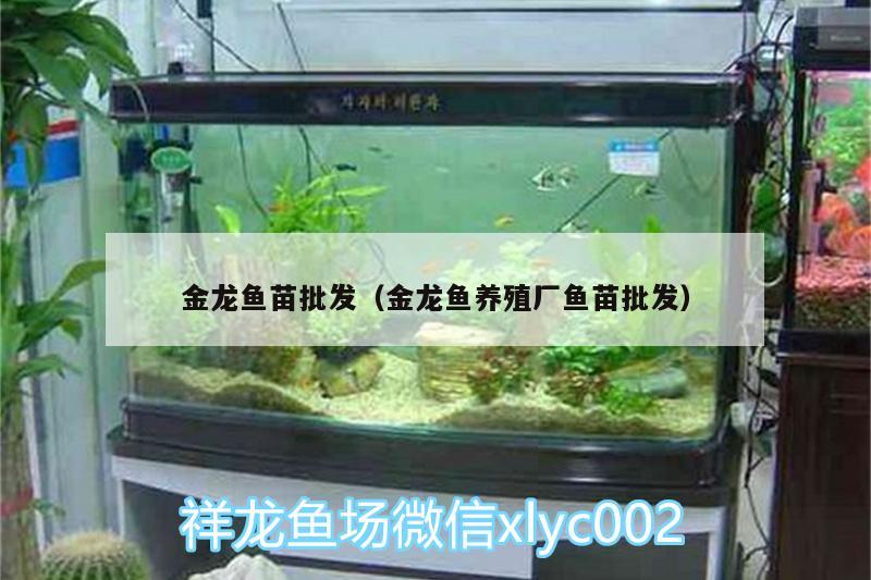 金龍魚苗批發(fā)（金龍魚養(yǎng)殖廠魚苗批發(fā)） 黃金鴨嘴魚